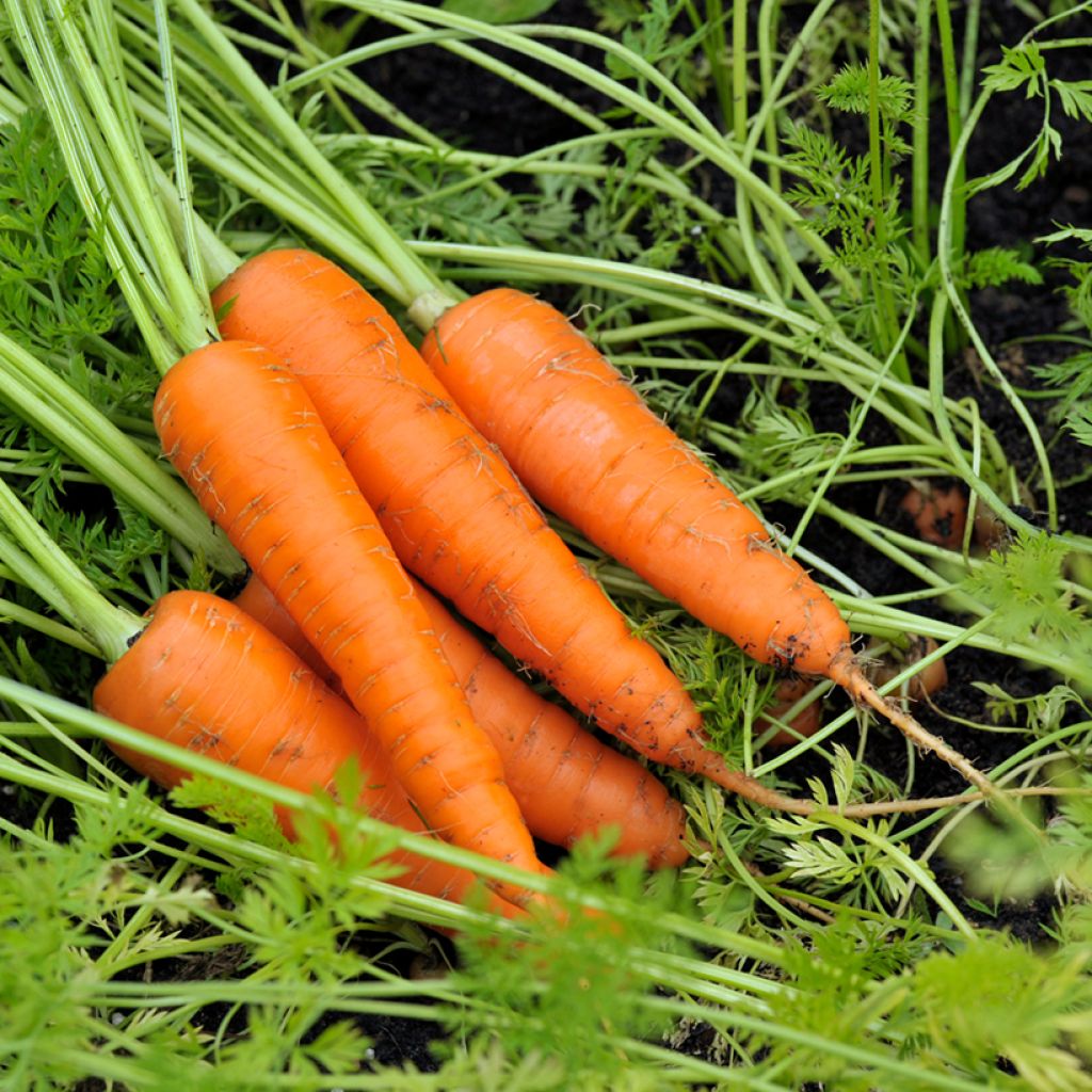 Carota Amsterdam Forcing 3