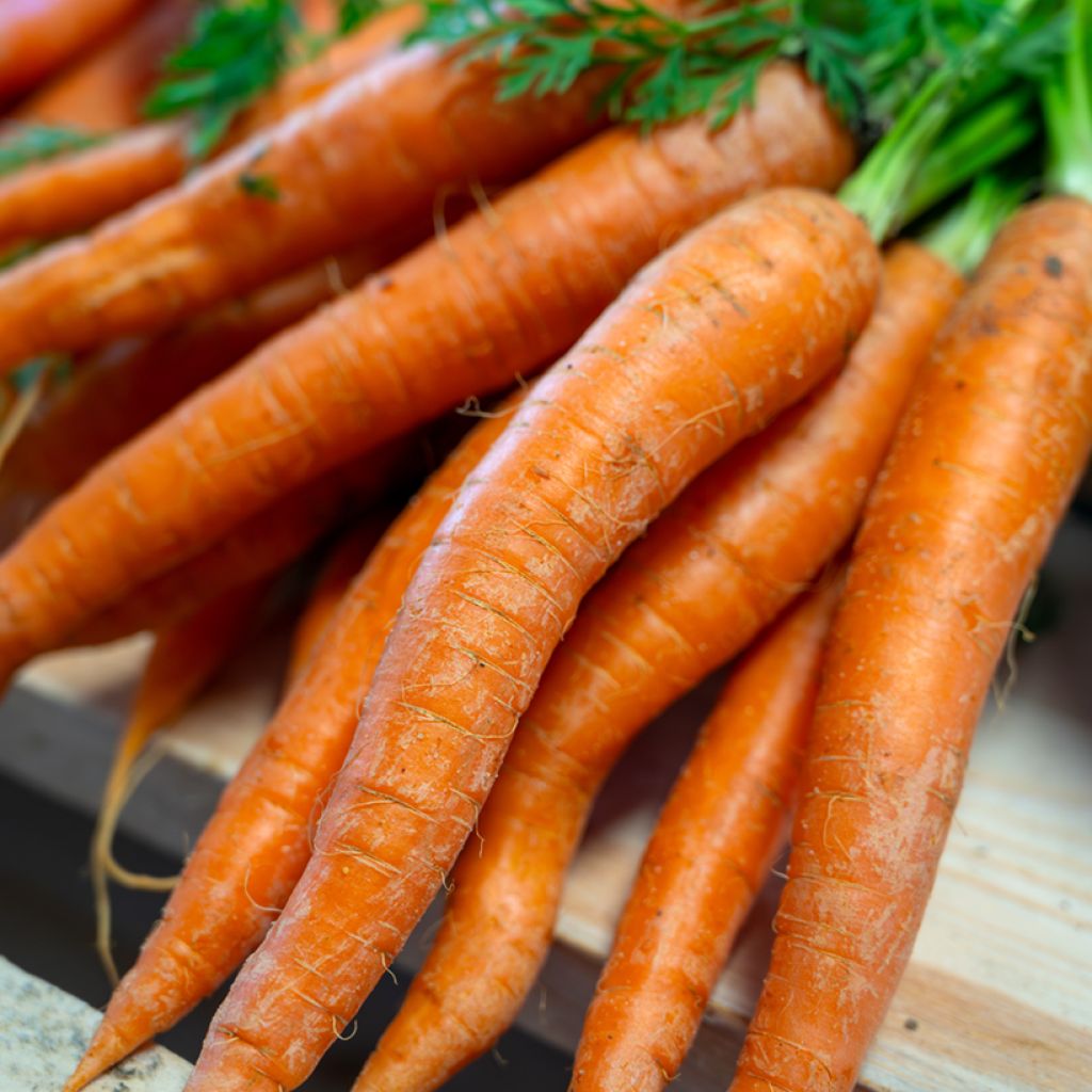 Carota Amsterdamse Bak 2 Amfine