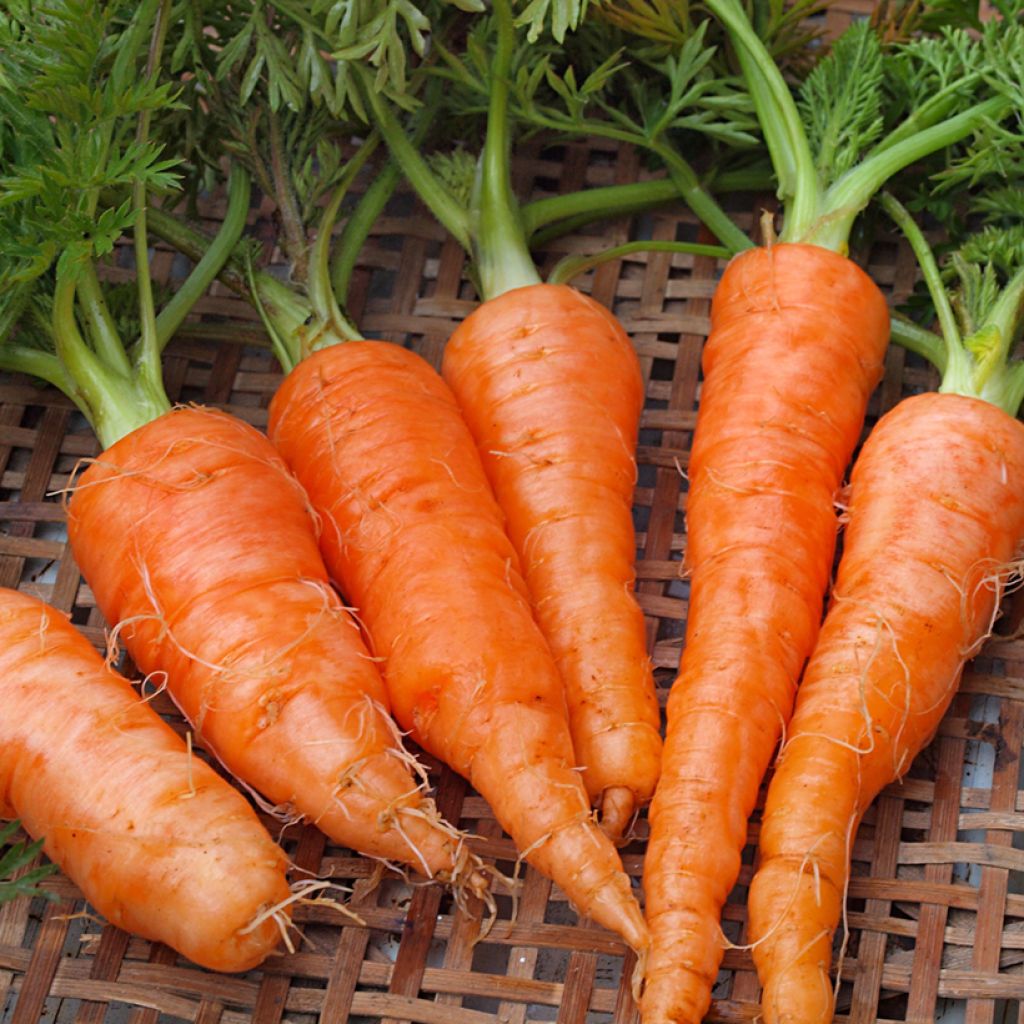 Carota Jupiter (race type de Flakkée)