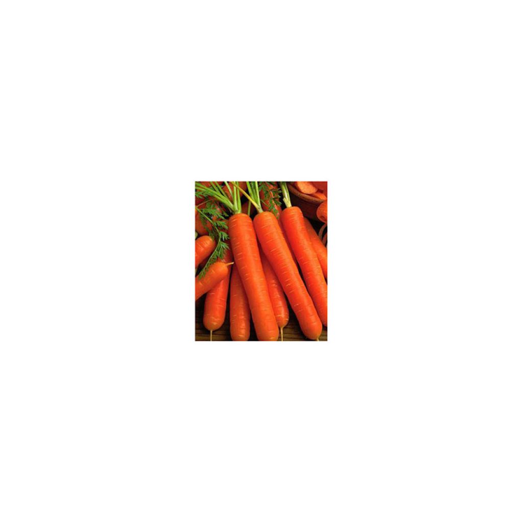 Carota Juwarot