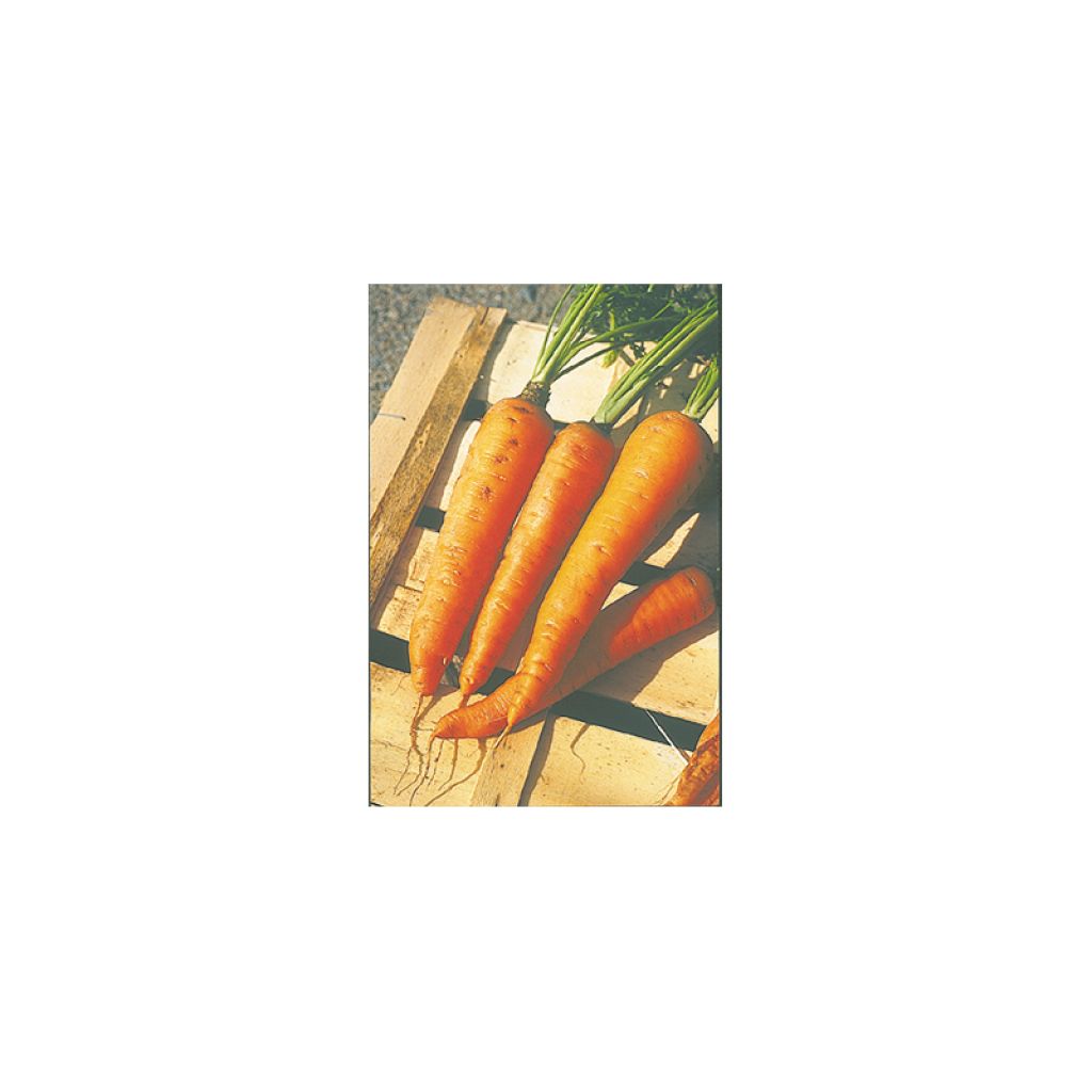 Carota Longue Lisse de Meaux