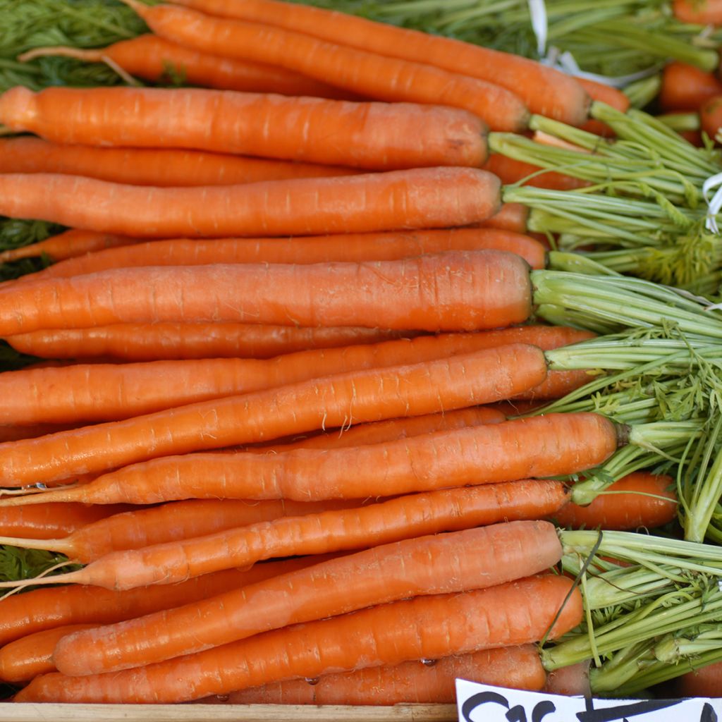 Carota Longue Lisse de Meaux