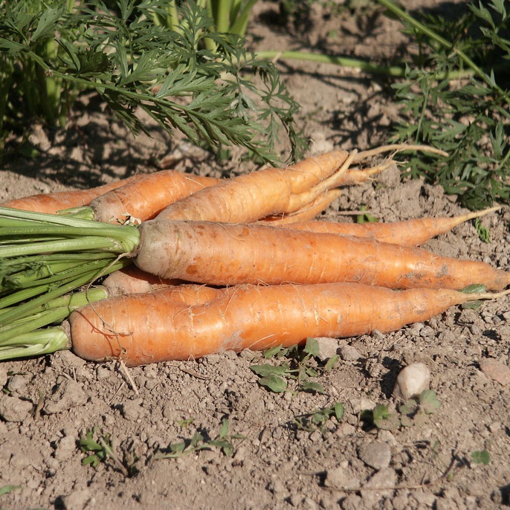 Carota Nantese migilorata