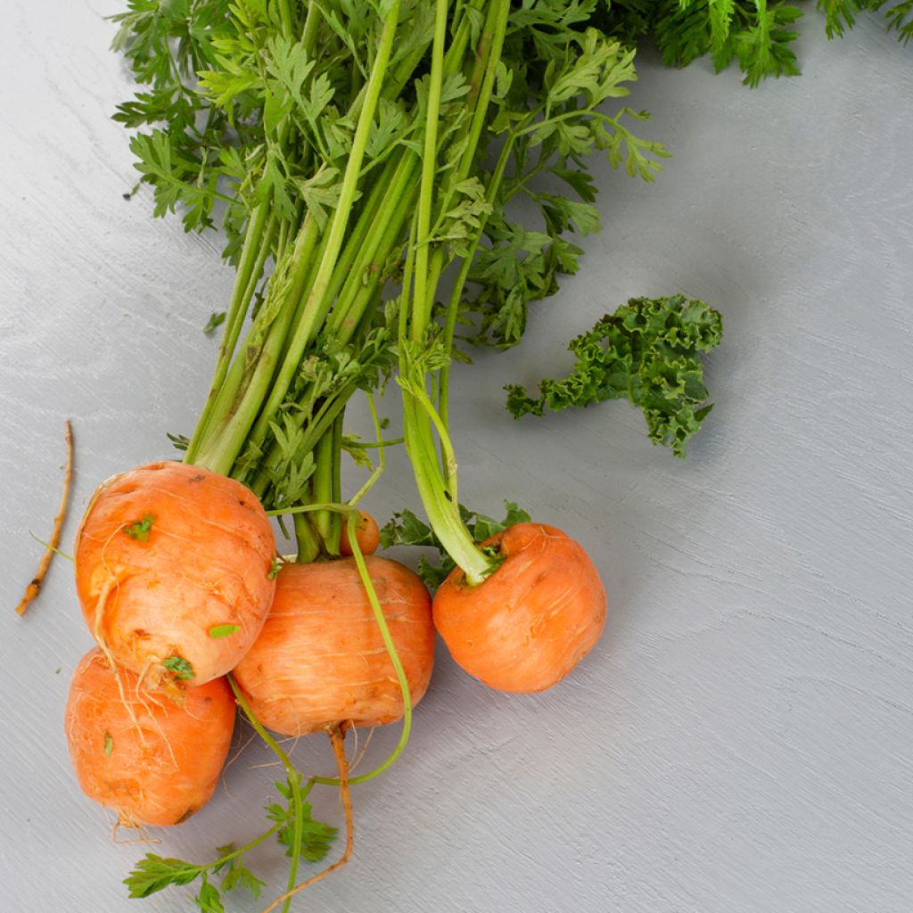 Carota Paris Market Atlas