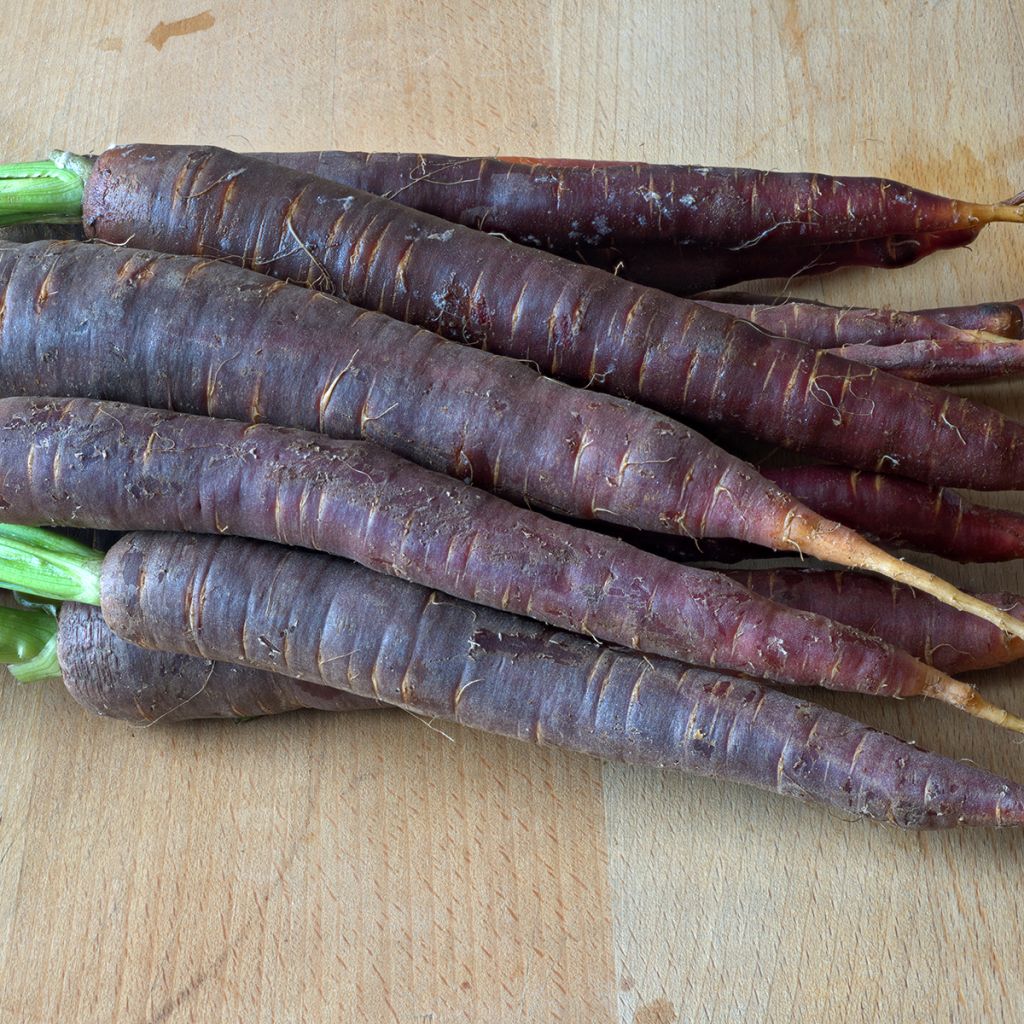 Carota Purple Haze F1