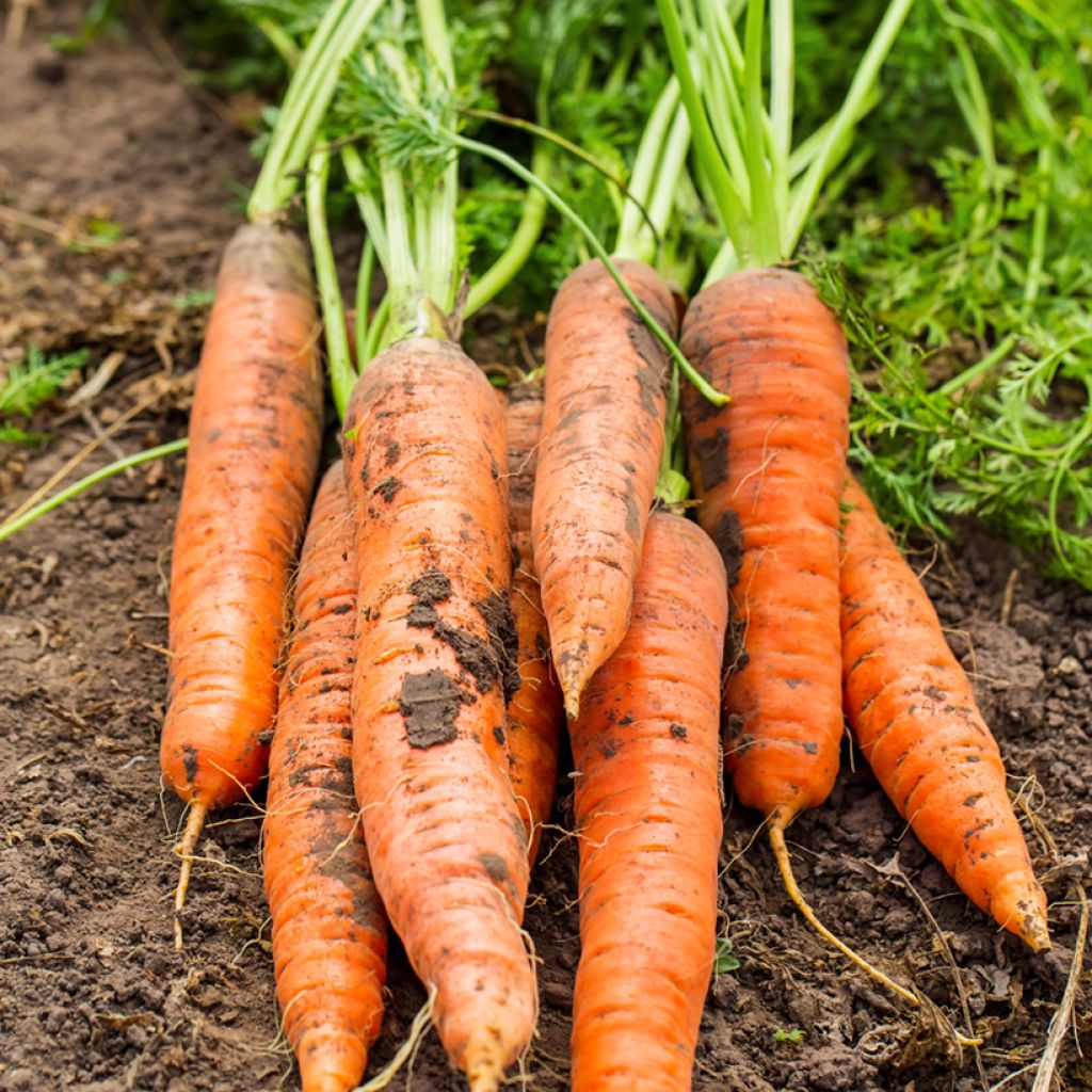 Carota Sweet Candle F1 Hybrid