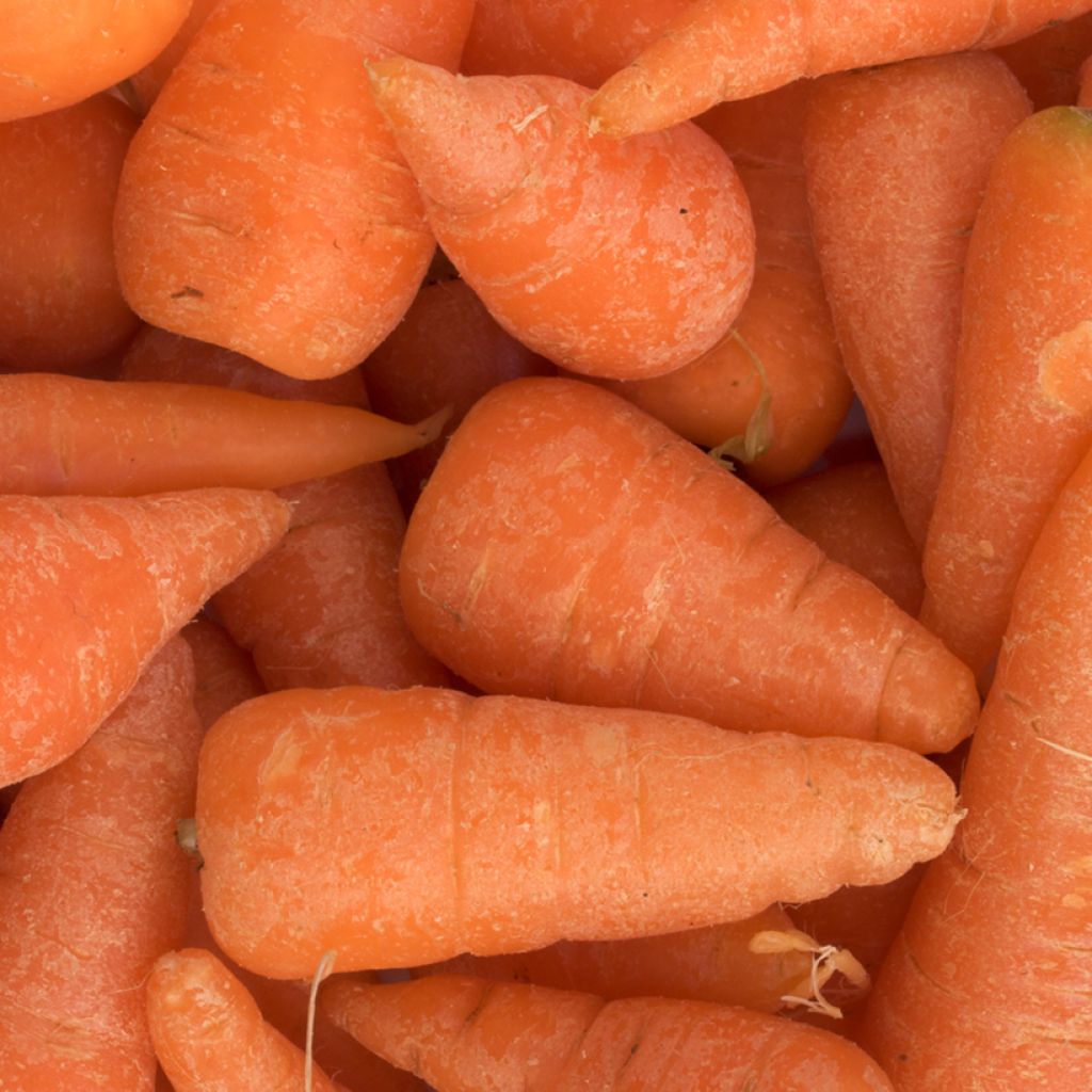 Carota Chantenay à coeur rouge Cored BIO (semi)