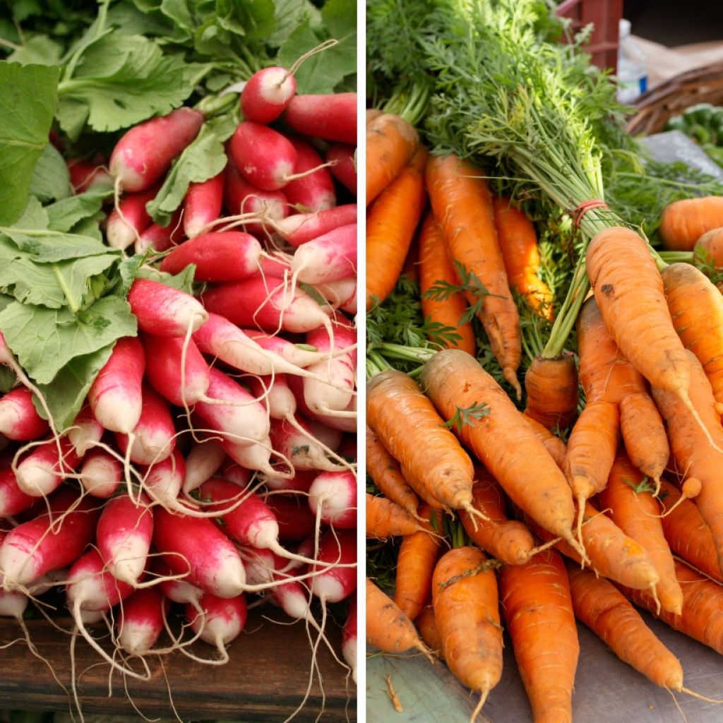 Carota e Ravanelli in miscela (Carota Nantaise 2 - Ravanelli a 18 giorni) - Biologico - Azienda agricola di Sainte Marthe