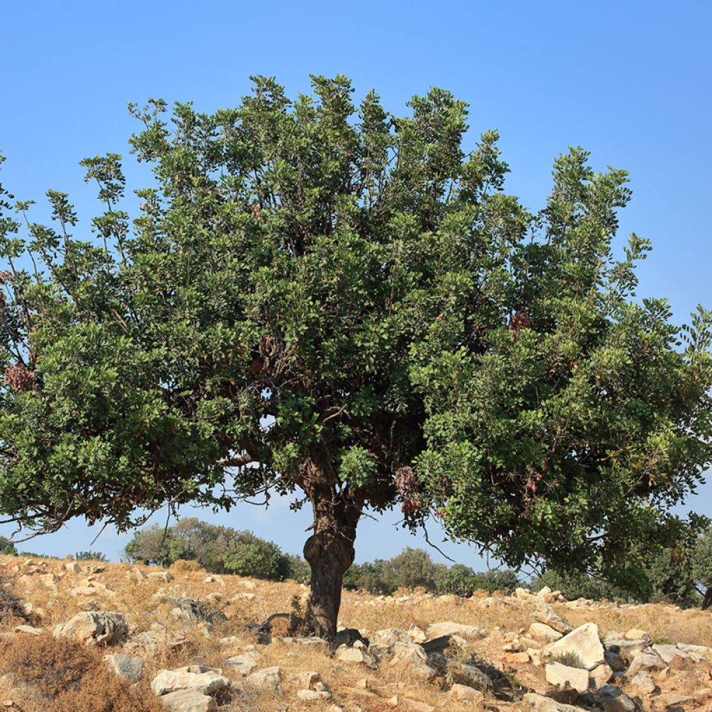 Carrubo - Ceratonia siliqua