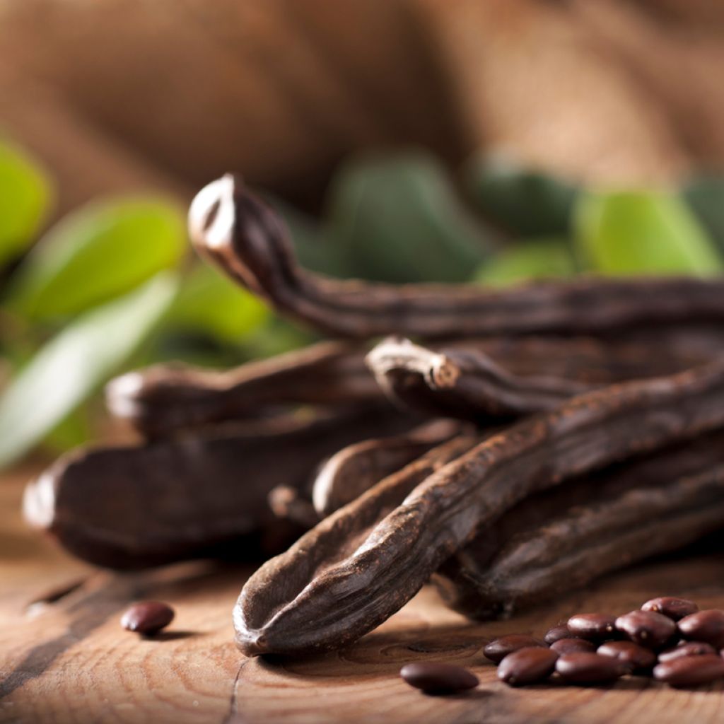 Carrubo - Ceratonia siliqua