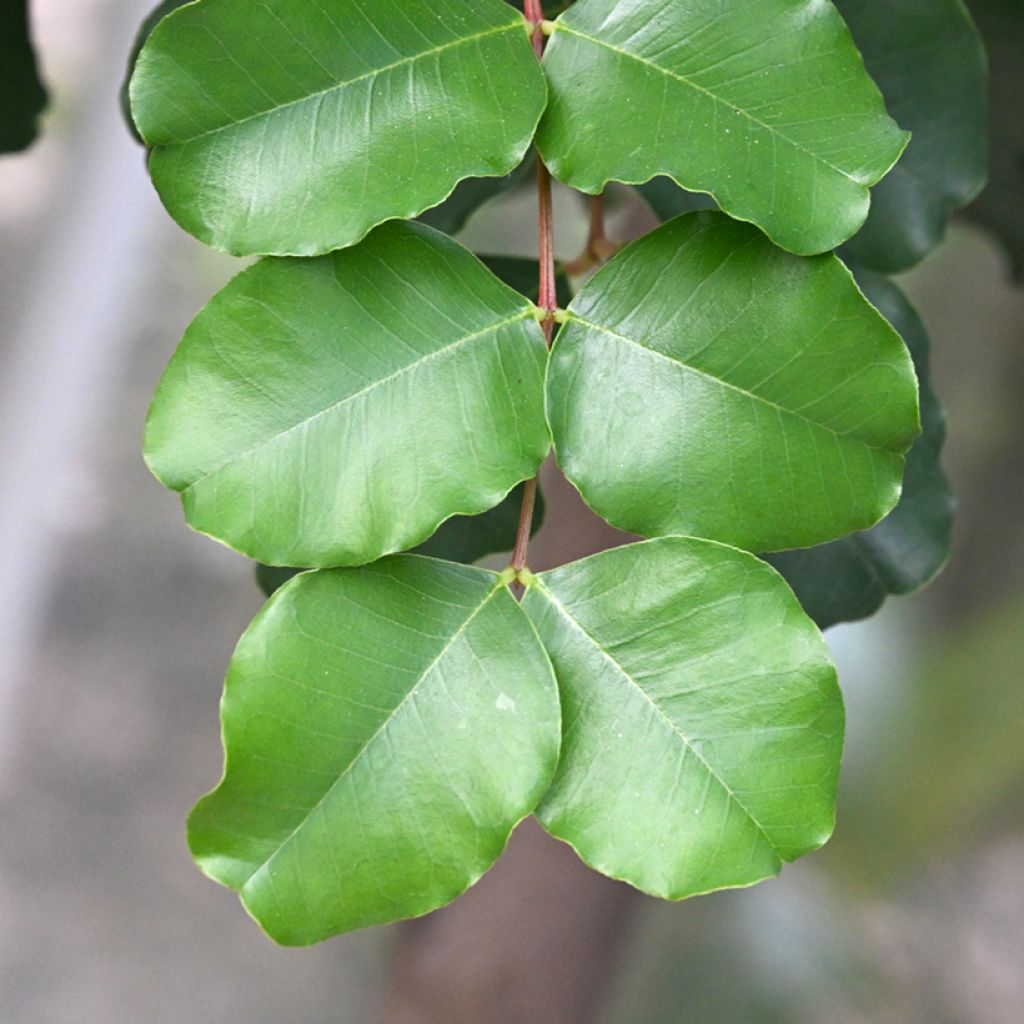 Carrubo - Ceratonia siliqua