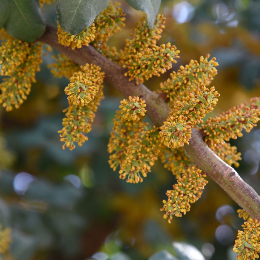 Carrubo - Ceratonia siliqua