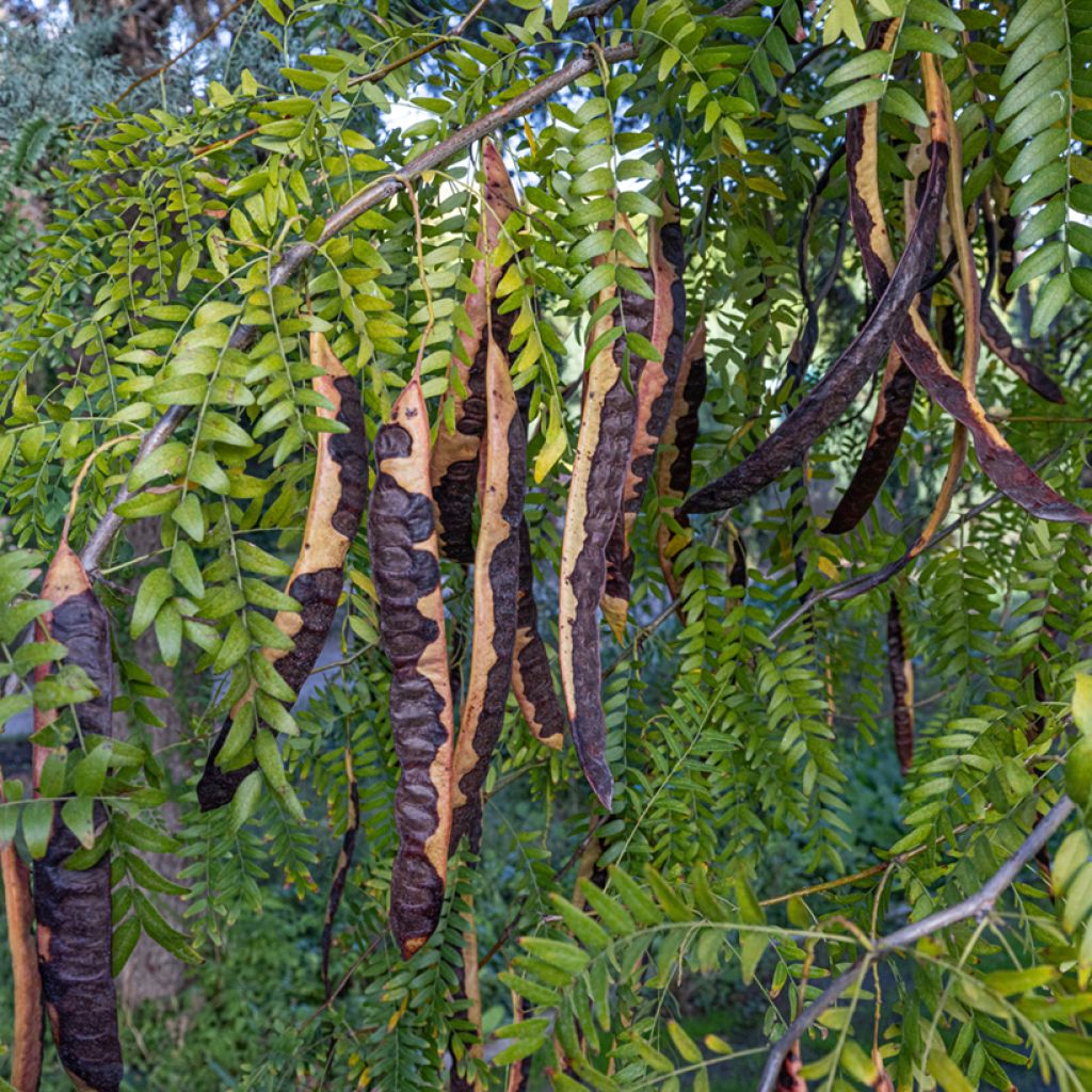 Carrubo - Ceratonia siliqua