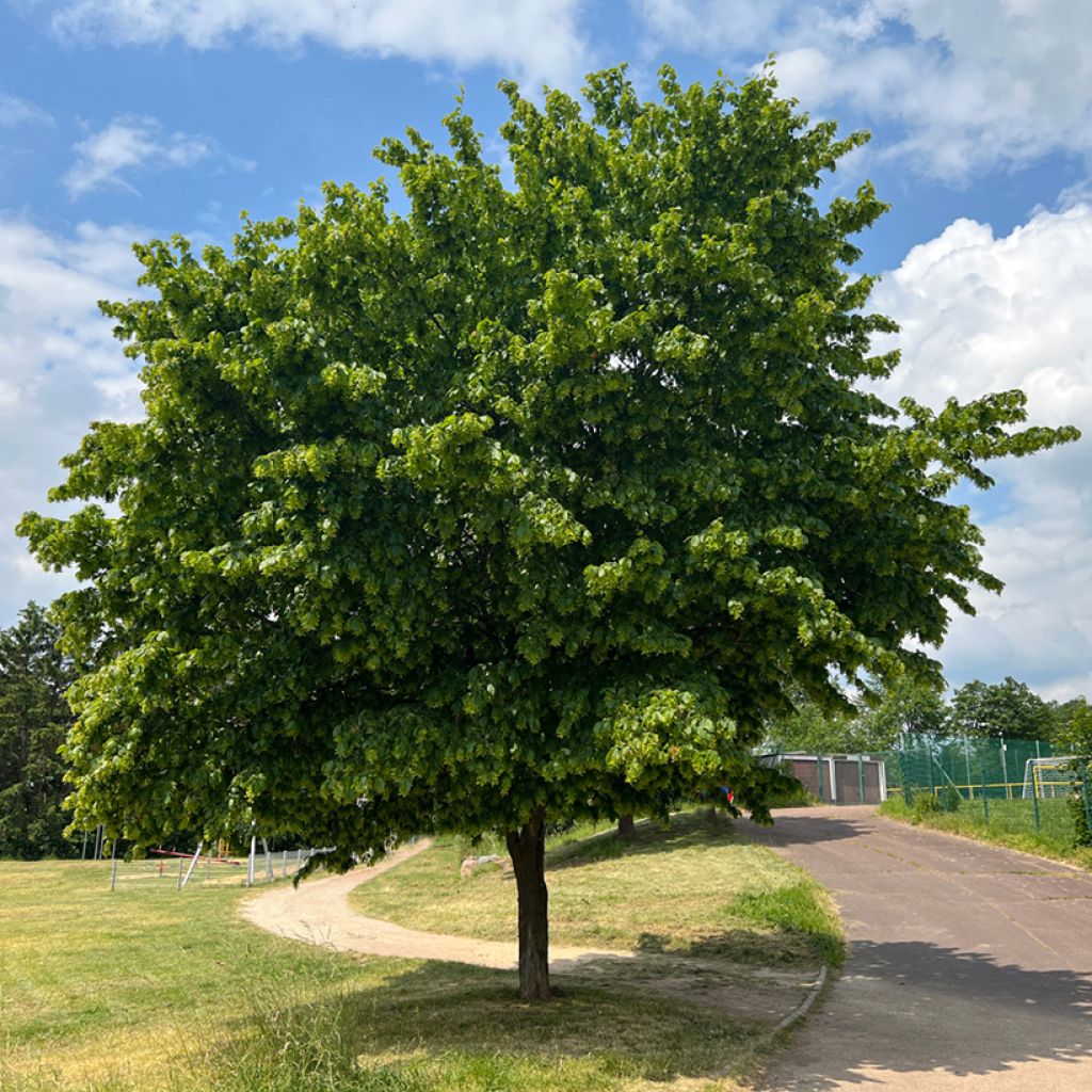 Carpinus betulus Fastigiata - Carpino bianco