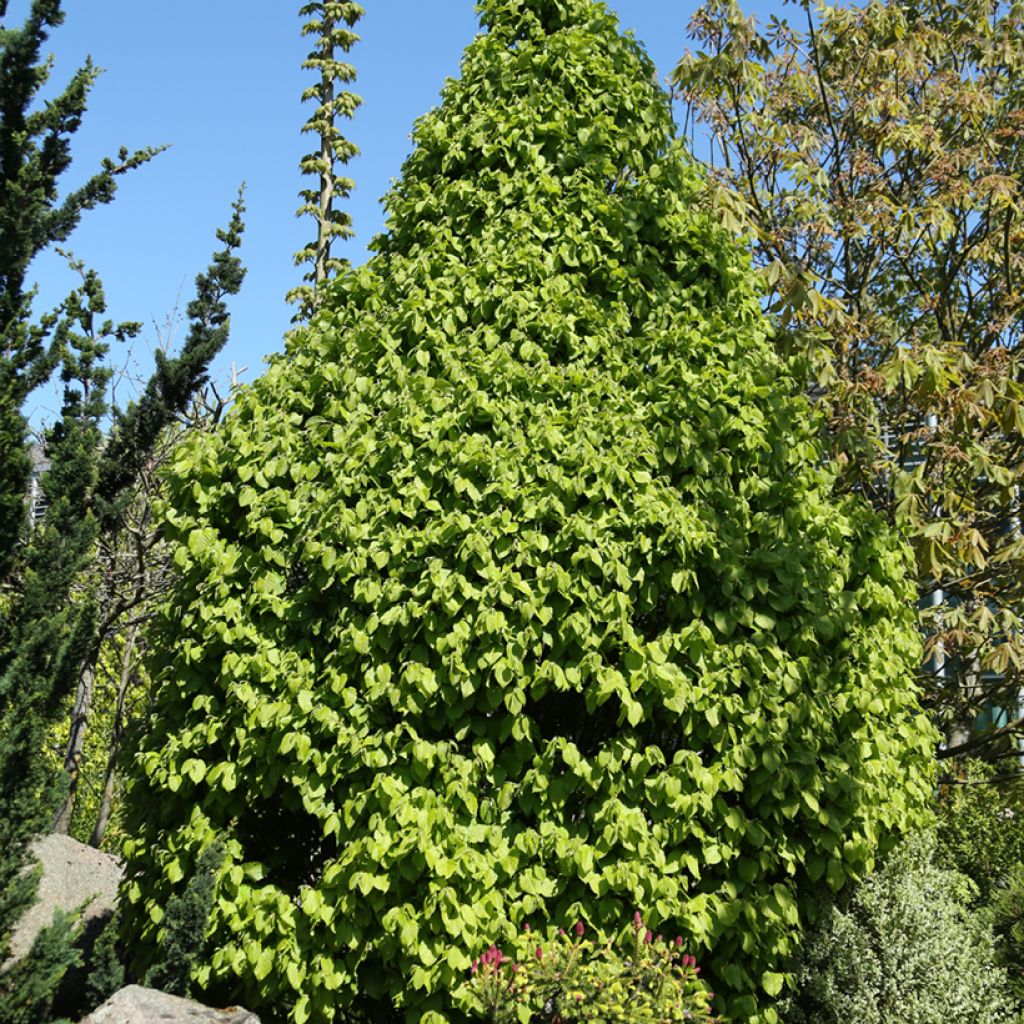 Carpinus betulus Globus - Carpino bianco