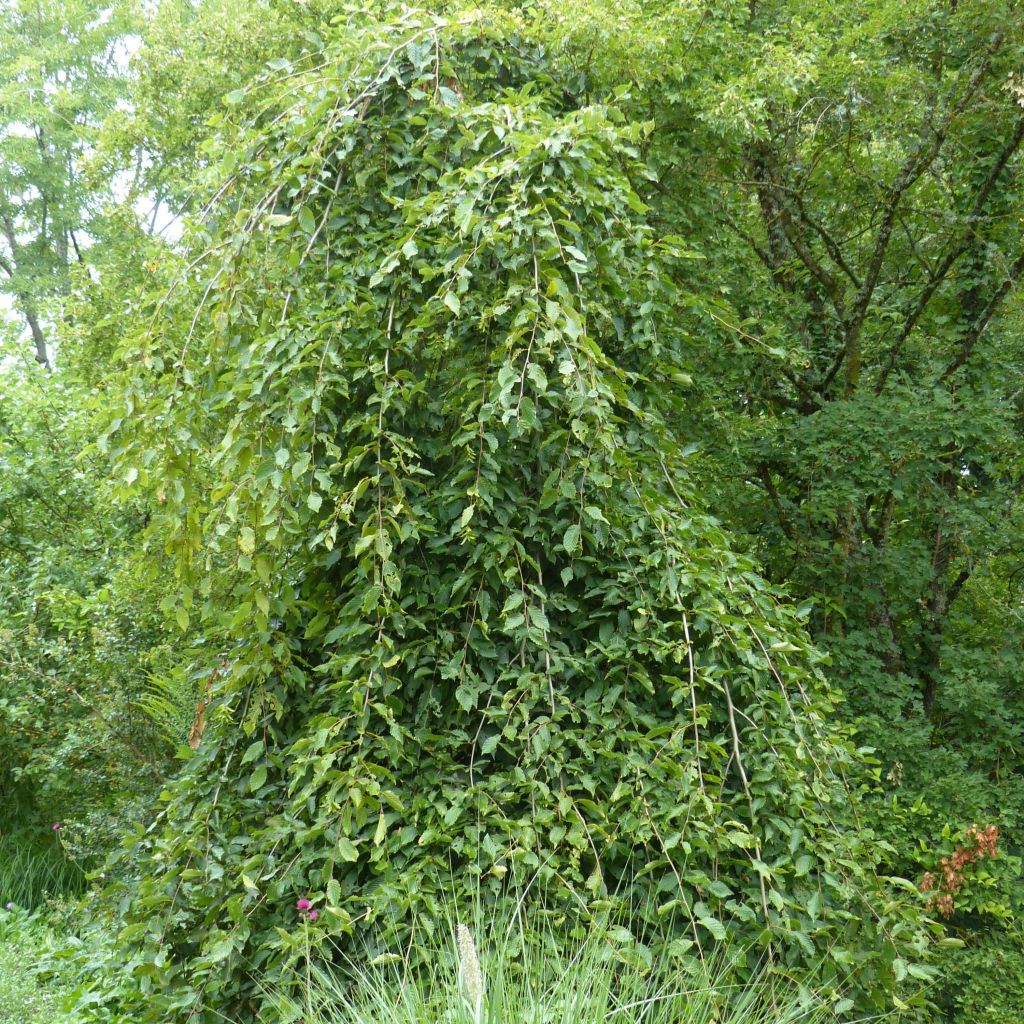 Carpinus betulus Pendula - Carpino bianco