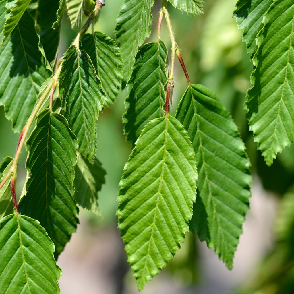 Carpinus betulus Pendula - Carpino bianco
