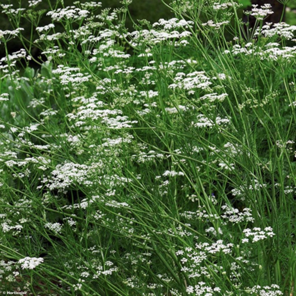 Carum carvi - Kummel