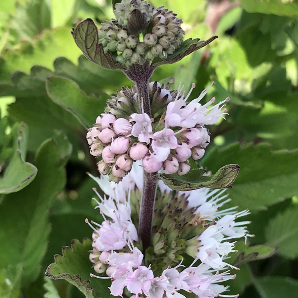 Caryopteris clandonensis Pavilion Pink