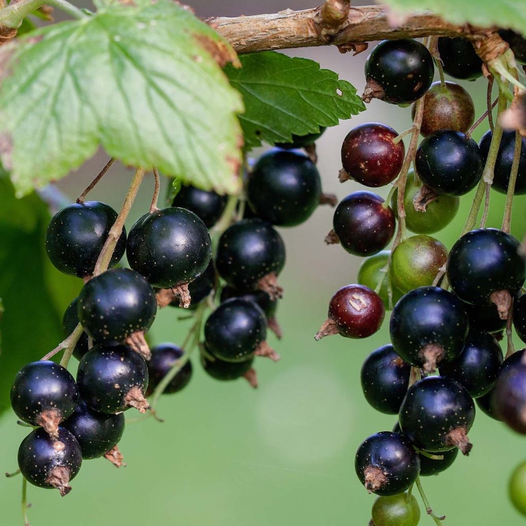 Ribes nero Andega Bio