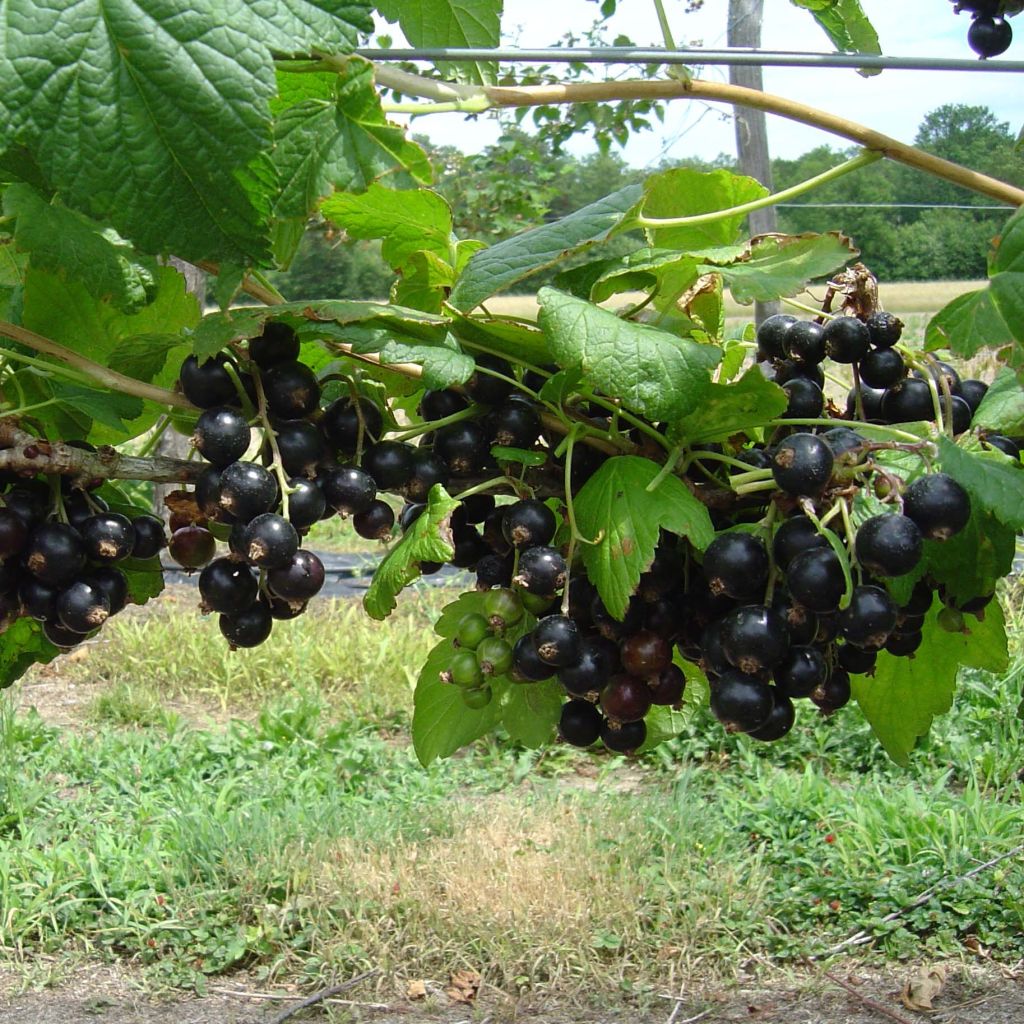 Ribes nero Andega Bio