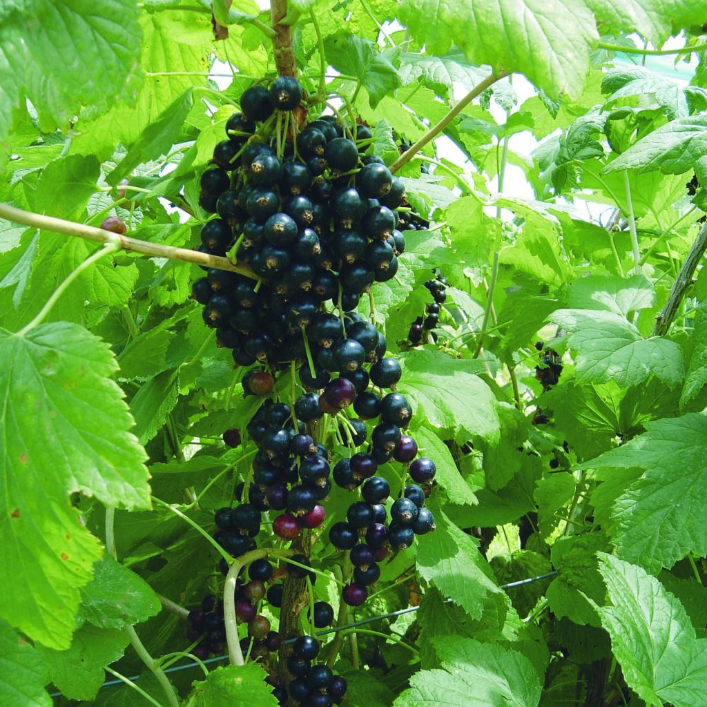 Ribes nero Andega Bio
