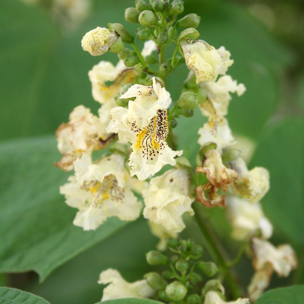 Catalpa ovata Slender Silhouette - Catalpa de Chine