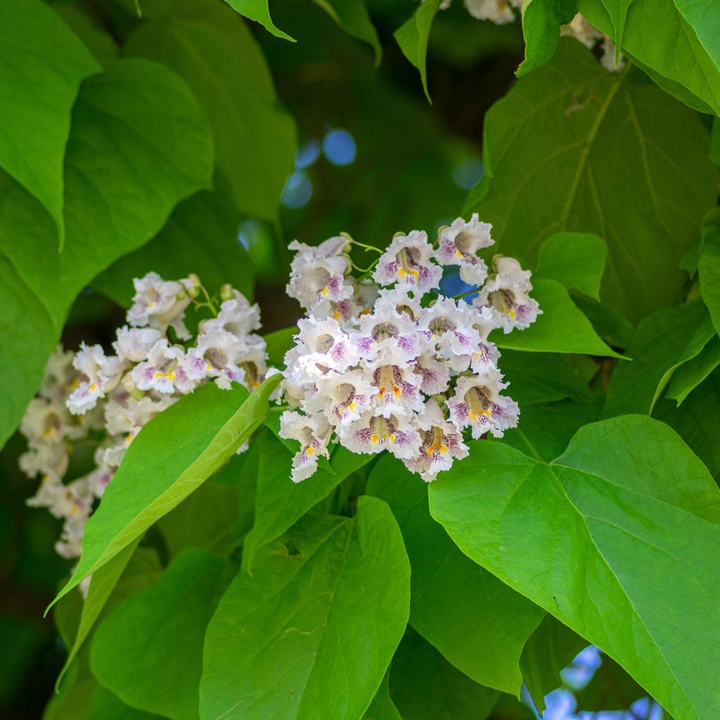 Catalpa bignonioides (semi) - Albero dei sigari