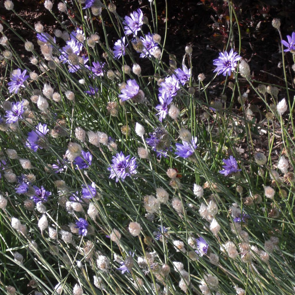 Catananche caerulea - Cupidone azzurro