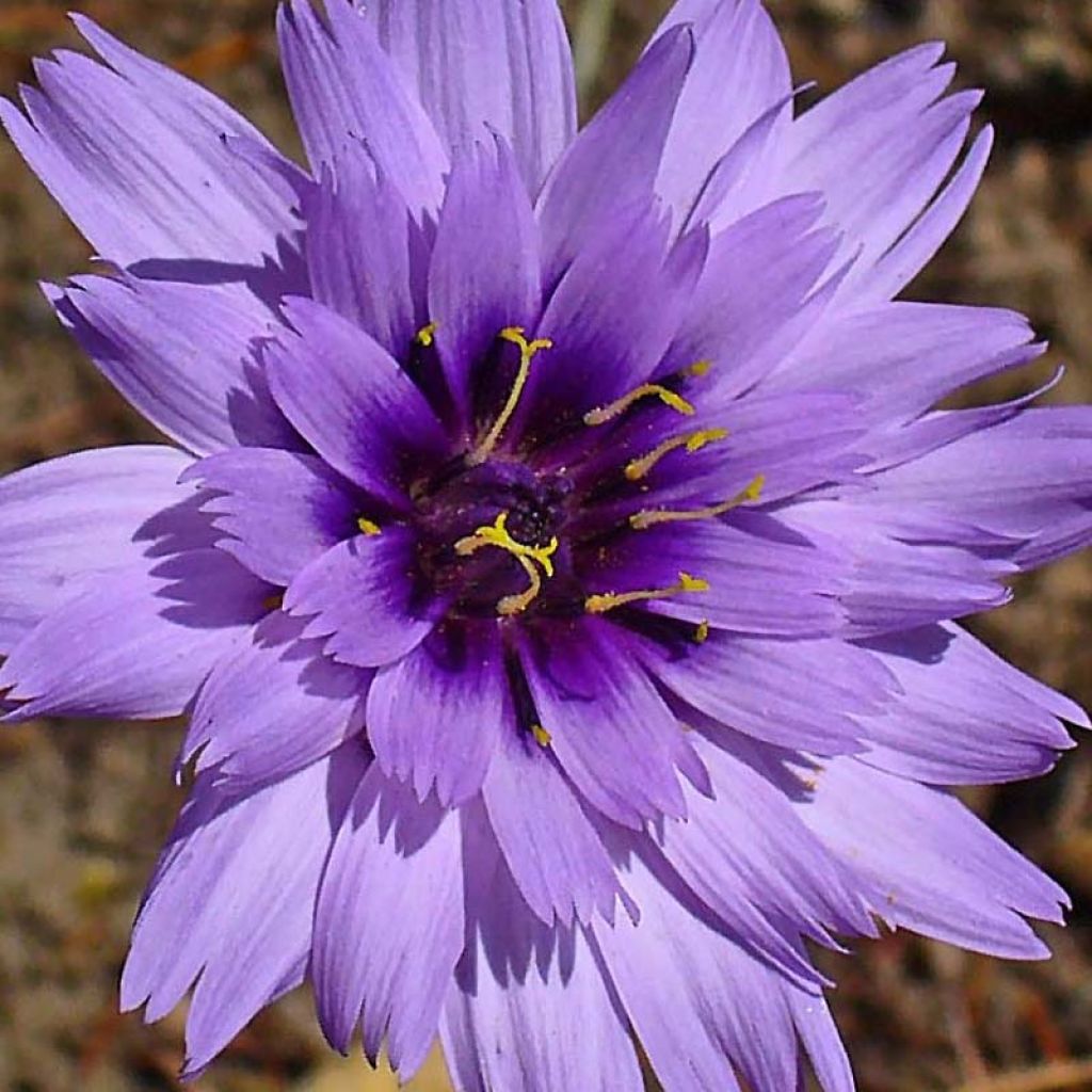 Catananche caerulea - Cupidone azzurro