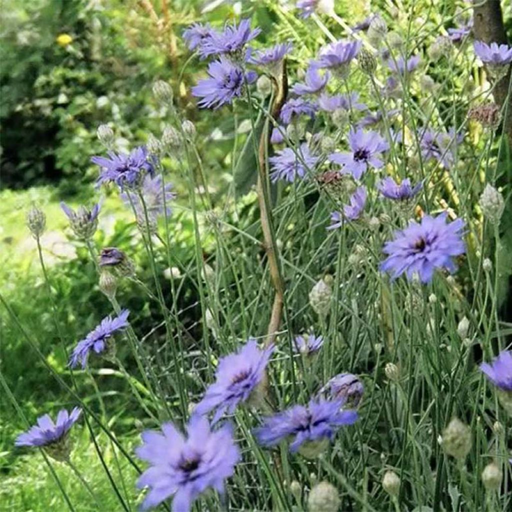 Catananche caerulea - Cupidone azzurro