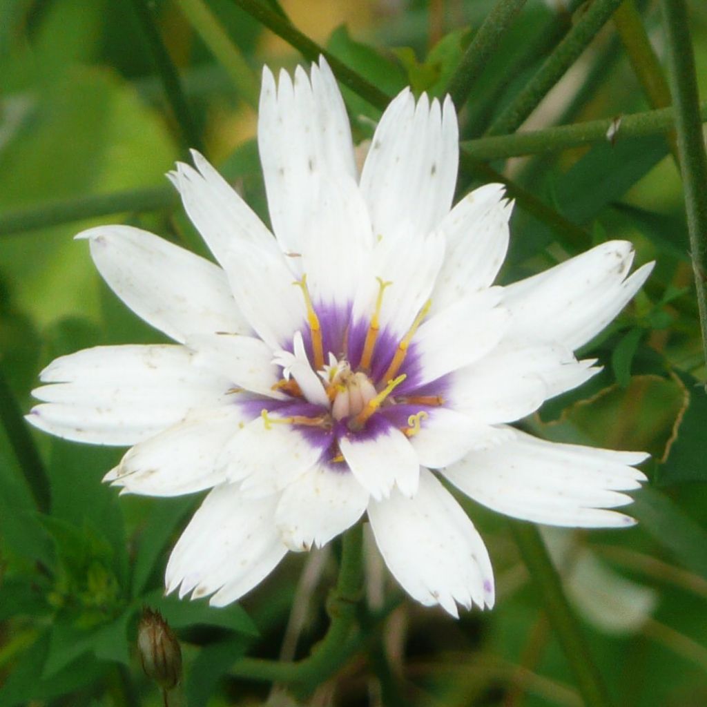 Catananche caerulea Alba - Cupidone azzurro