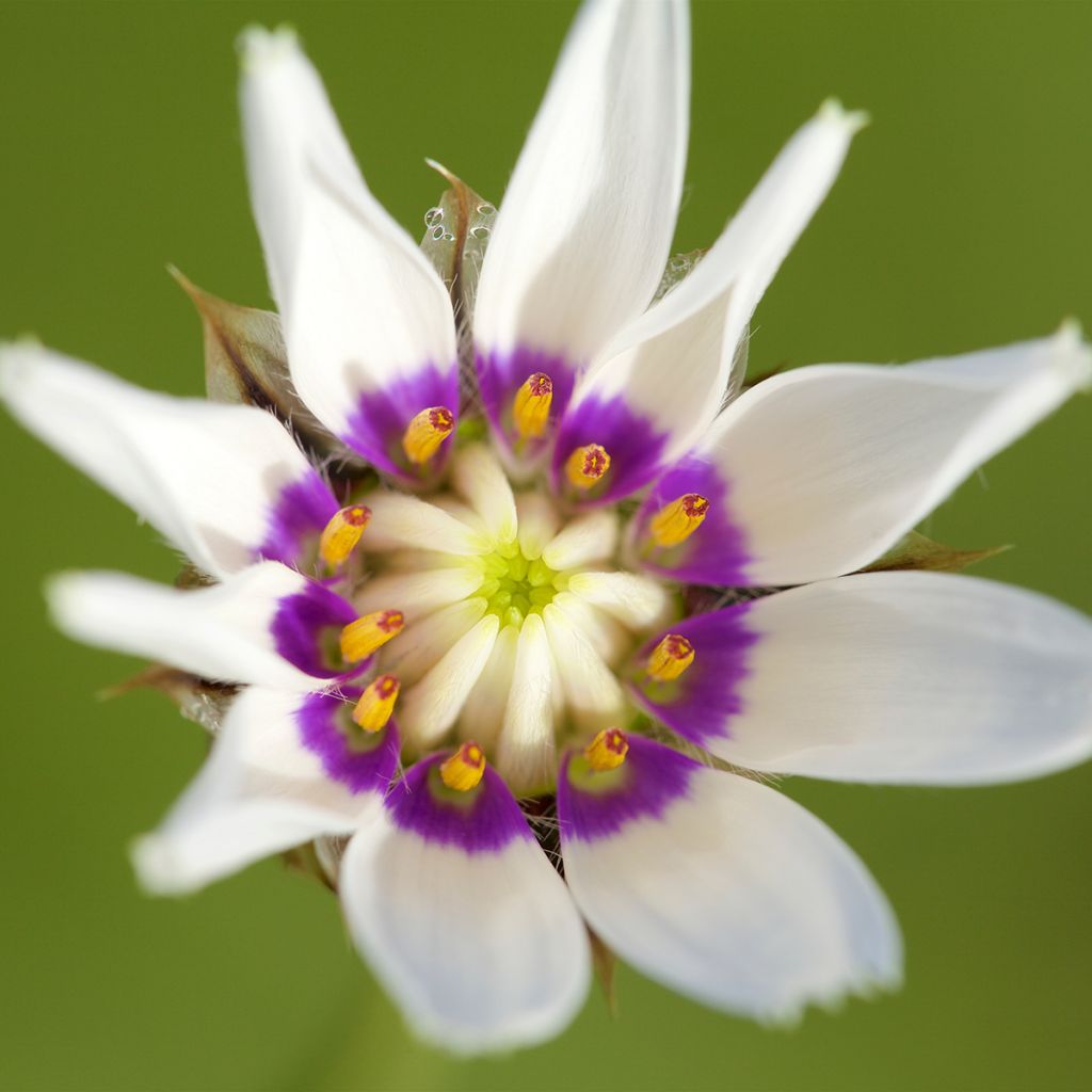 Catananche caerulea Alba - Cupidone azzurro