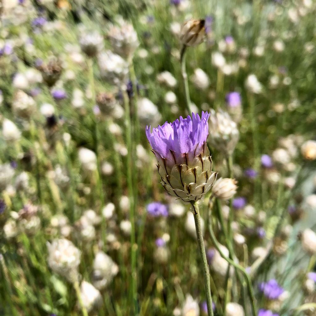 Catananche caerulea - Cupidone azzurro