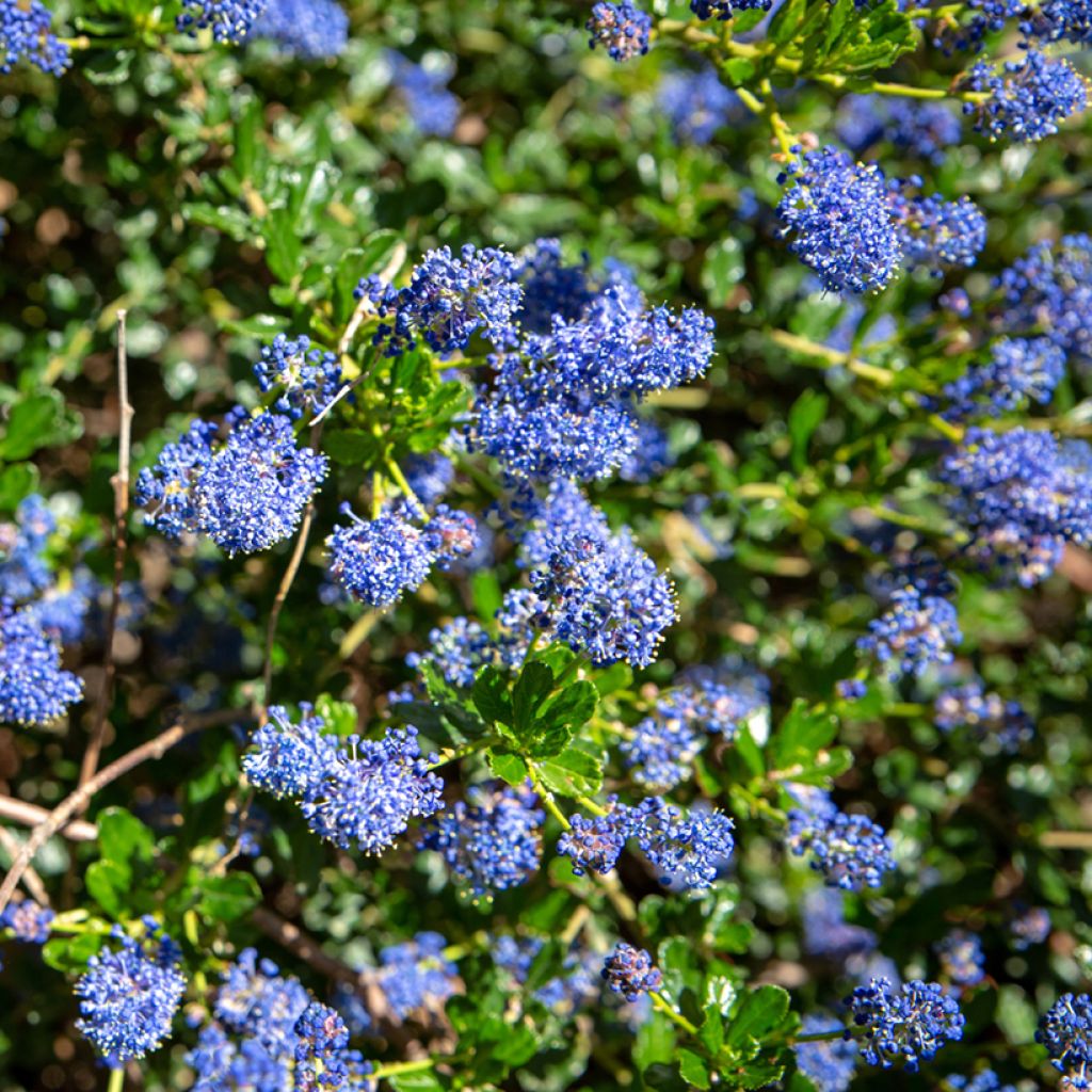 Ceanothus thyrsiflorus var. repens Blue Sapphire