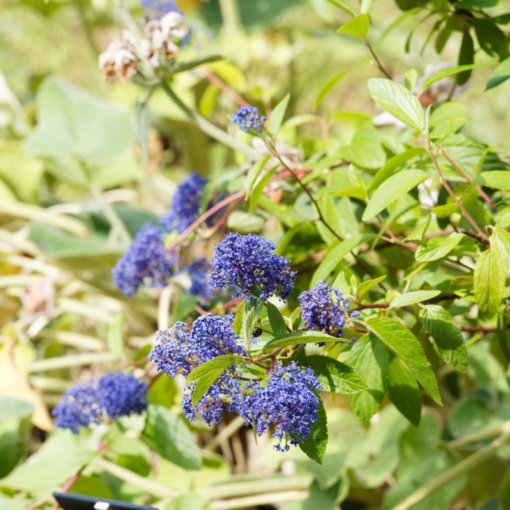 Ceanothus delilianus Henri Desfossé