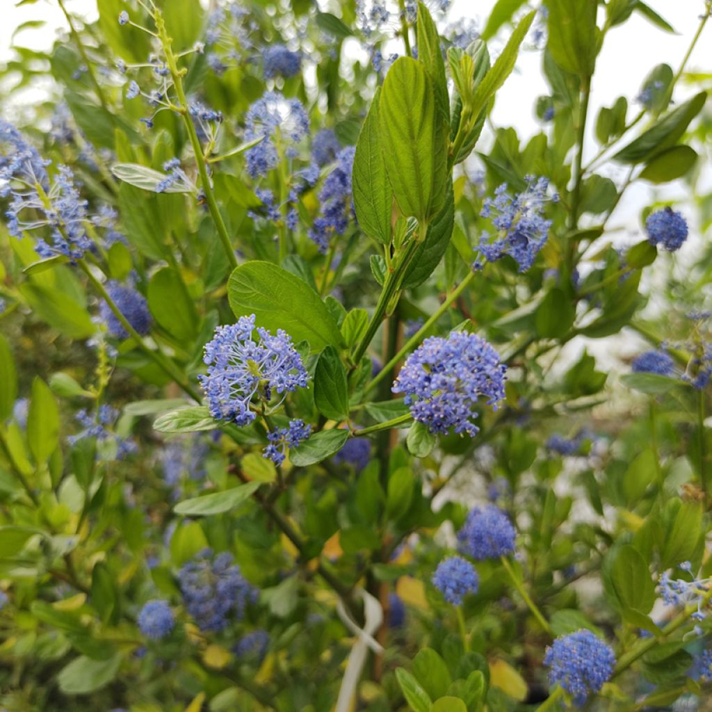 Ceanothus Skylark
