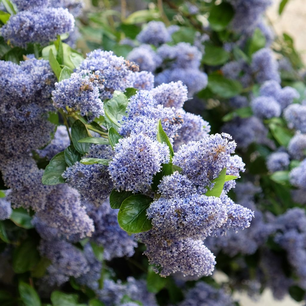 Ceanothus arboreus Trewithen Blue