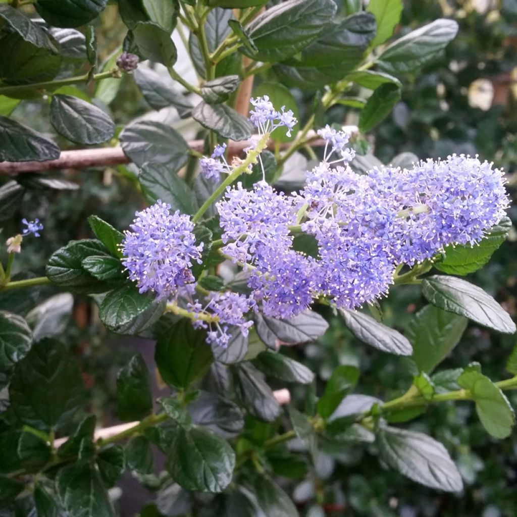 Ceanothus griseus var. horizontalis Yankee Point