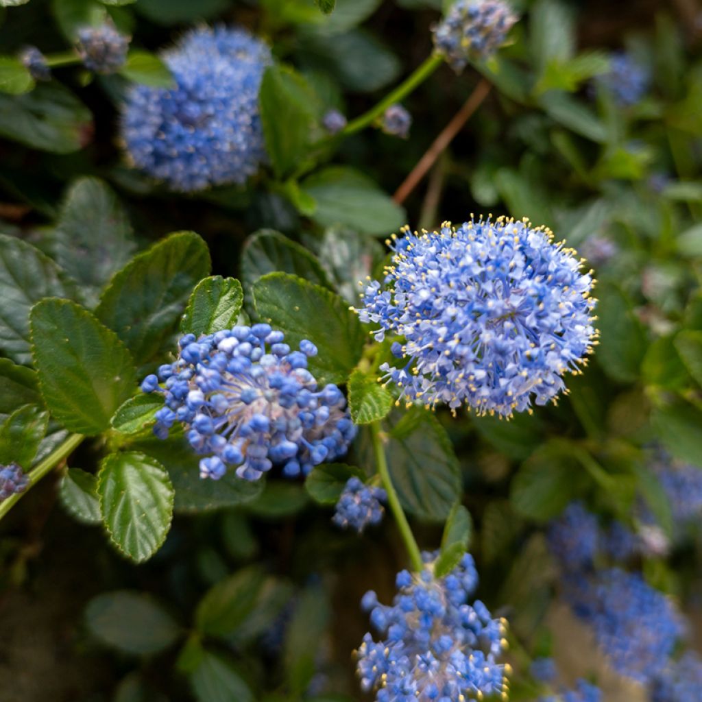 Ceanothus griseus var. horizontalis Yankee Point