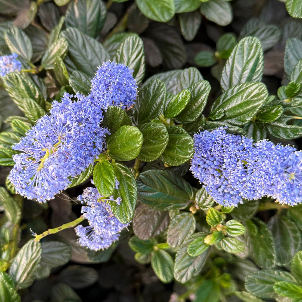 Ceanothus impressus Victoria
