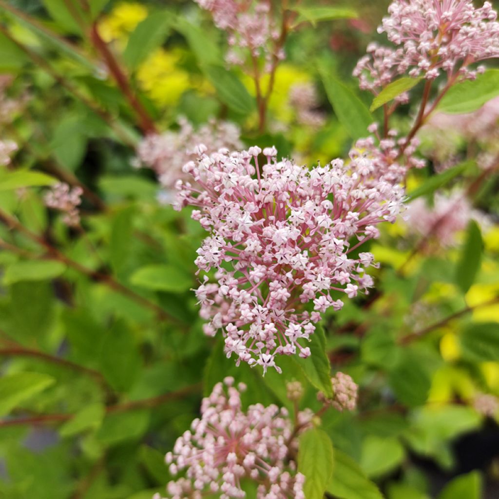 Ceanothus pallidus Marie Simon