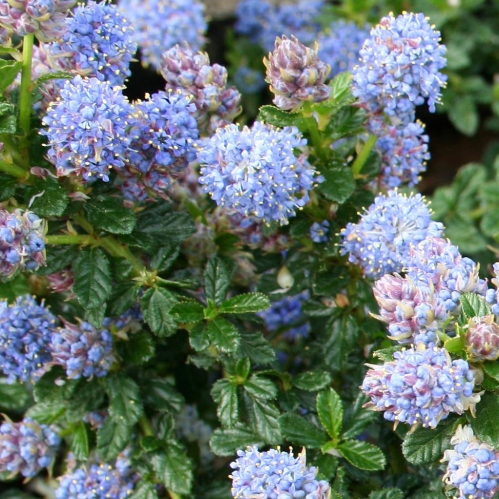 Ceanothus Blue Mound