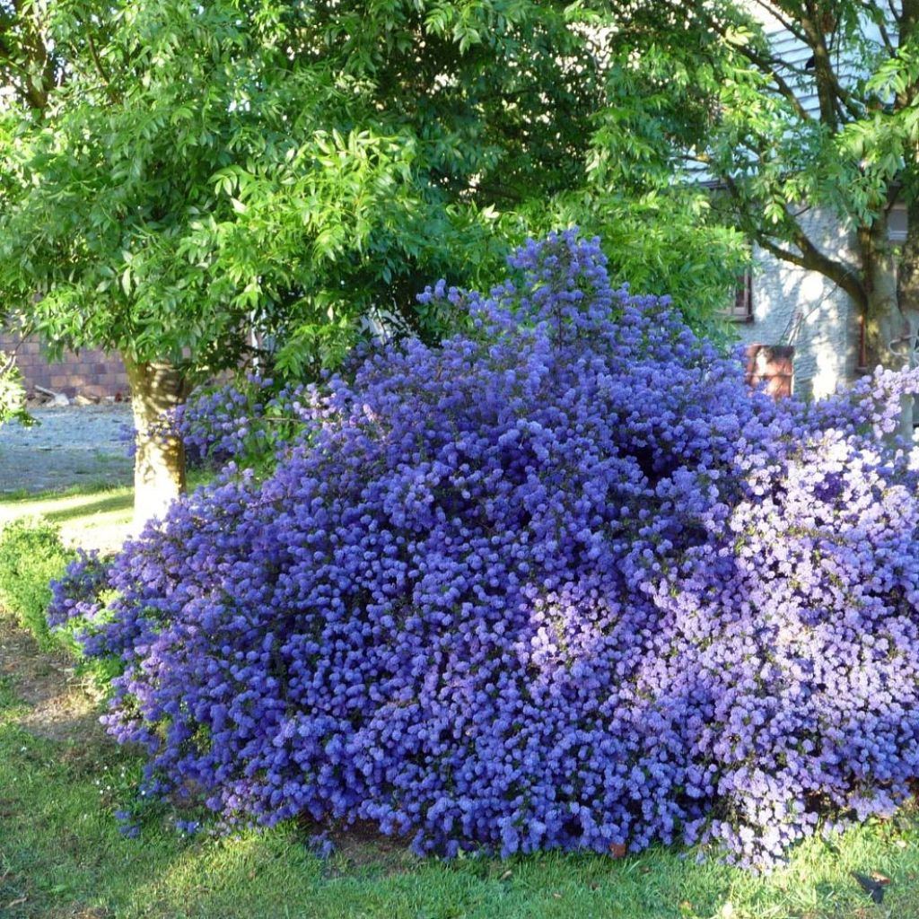 Ceanothus thyrsiflorus var. repens Blue Sapphire