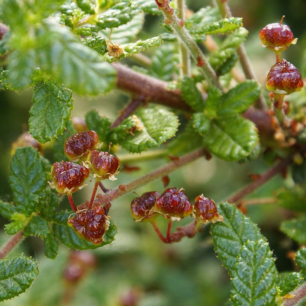 Ceanothus impressus Dark Star