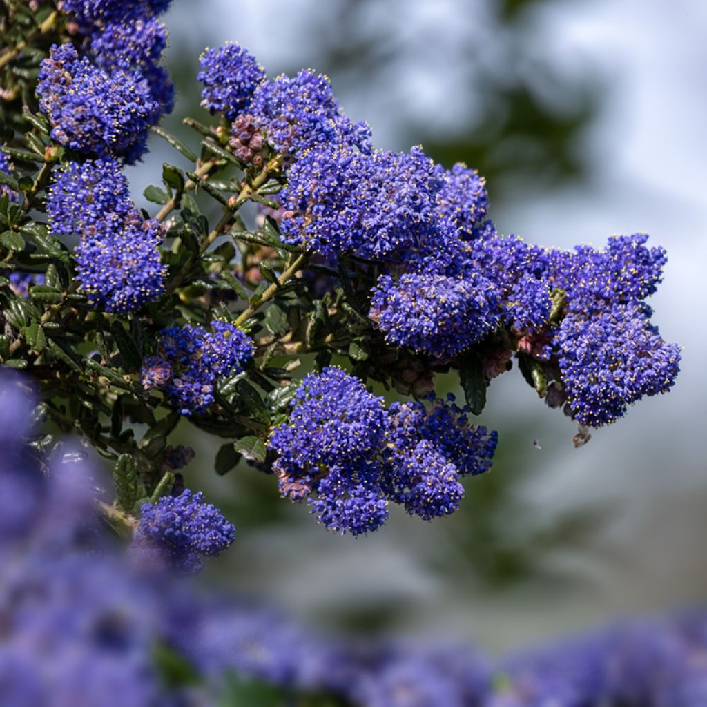 Ceanothus impressus Dark Star