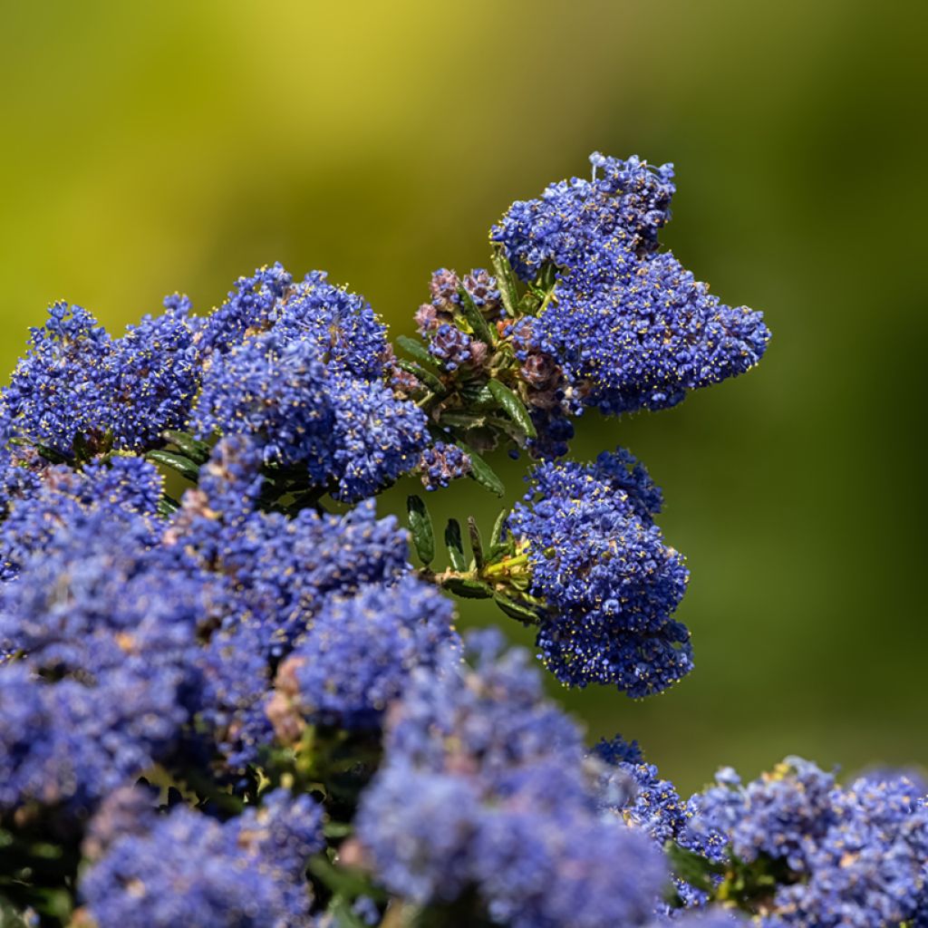 Ceanothus impressus Dark Star