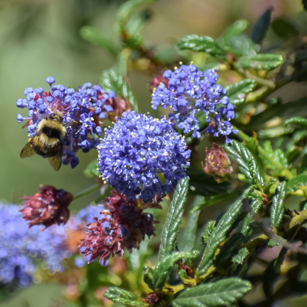 Ceanothus arboreus Concha
