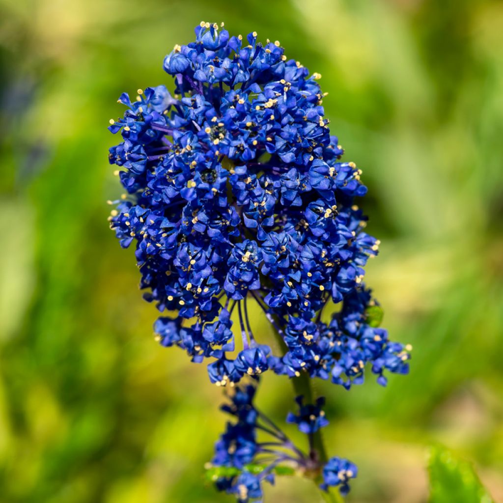 Ceanothus arboreus Concha