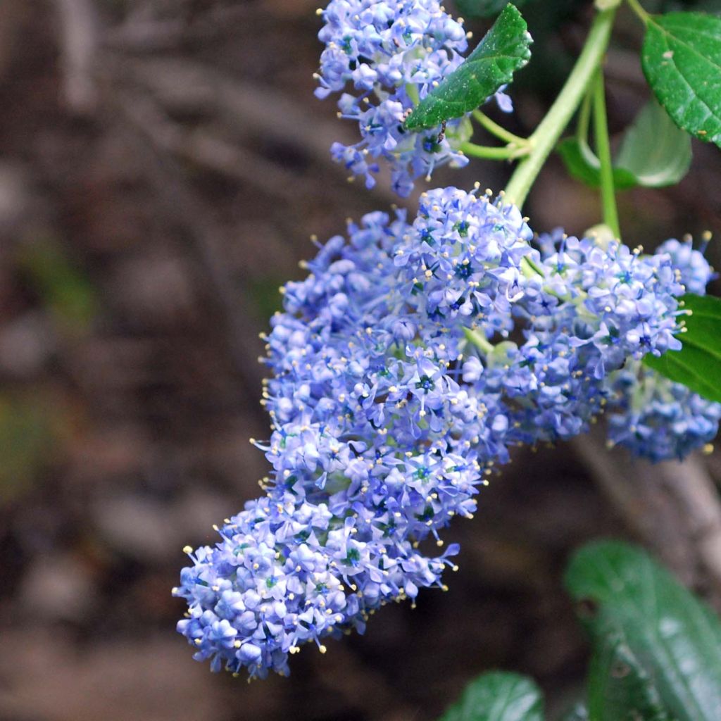 Ceanothus griseus var. horizontalis Yankee Point